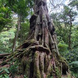 Eine mexikanische Ulme