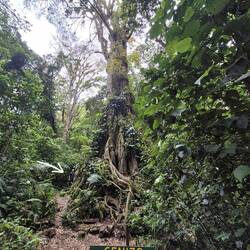 Dafür der Blick auf einen ca. 1000 jährigen Baum