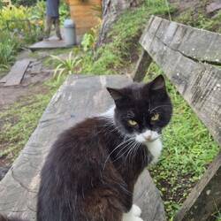 Keine wilden Tiere gesehen (nur süße Katze)