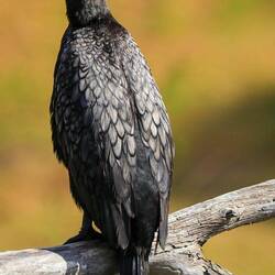 Tierbeobachtungen in freier Wildbahn inklusive