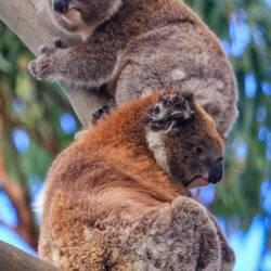 Die hier hingen über der Straße in den Bäumen