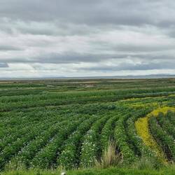 ..und Kartoffeln wohin das Auge schaut