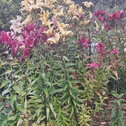 Beautiful scented lilies