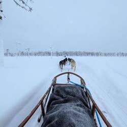 Dennis als Schlittenbeschwerer