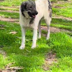 ..die Herden-Hunde machen ihre Arbeit richtig gut👍🏻 um ca.13h fahren wir weiter in Richtung Süden..🚐