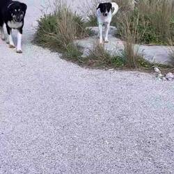 ..die Tiere wandernden gemütlich um uns herum..