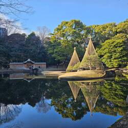 Je n'ai pas su pourquoi ils couvraient ainsi certains niwakis