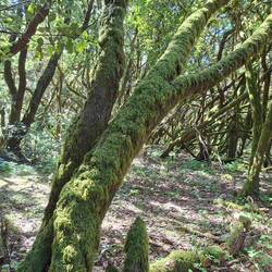 Lorbeerbäume, mit Moos bedeckte Erikabäume