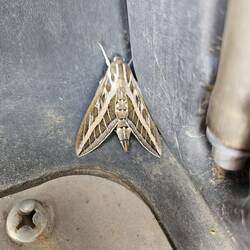 Mitfahrer, Blinderpassagier