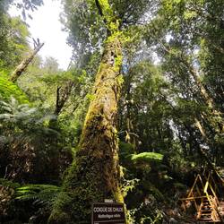 Im Nationalpark Alerce Andino