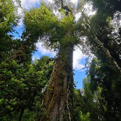 Eine alte Alerce. Die ältesten Exemplare sind ca. 3500Jahre alt