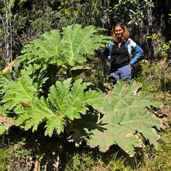 Irgendwie ist hier alles bissl größer - dieser Rhabarber heißt Nalca