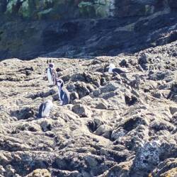 Ein paar Frackträger