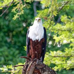 Schreiseeadler