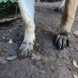 Leli trägt nun braunes Schuhwerk. 🐾