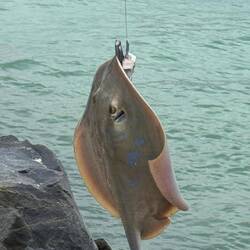 eie Roche, leider nur am Haken