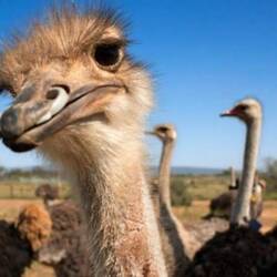 Michi hat fürs Abendessen Strausseneier gekauft 🥸🥸🥸