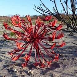 die seltene Kandelaberlilie