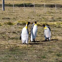 Königspinguin Kolonie