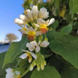 Echte Zimmerlinde, wächst aber draußen