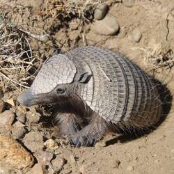 Seven-banded armadillo
