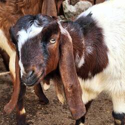 Unas cabritas simpaticonas de camino al fuerte