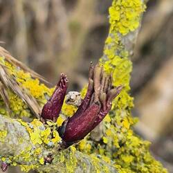Die Frühlingsboten zeigen sich überall.