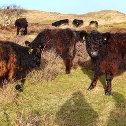 Die sind einfach niedlich.