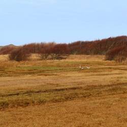 Heute gibt es viele Tiere, besonders viele Wasservögel.