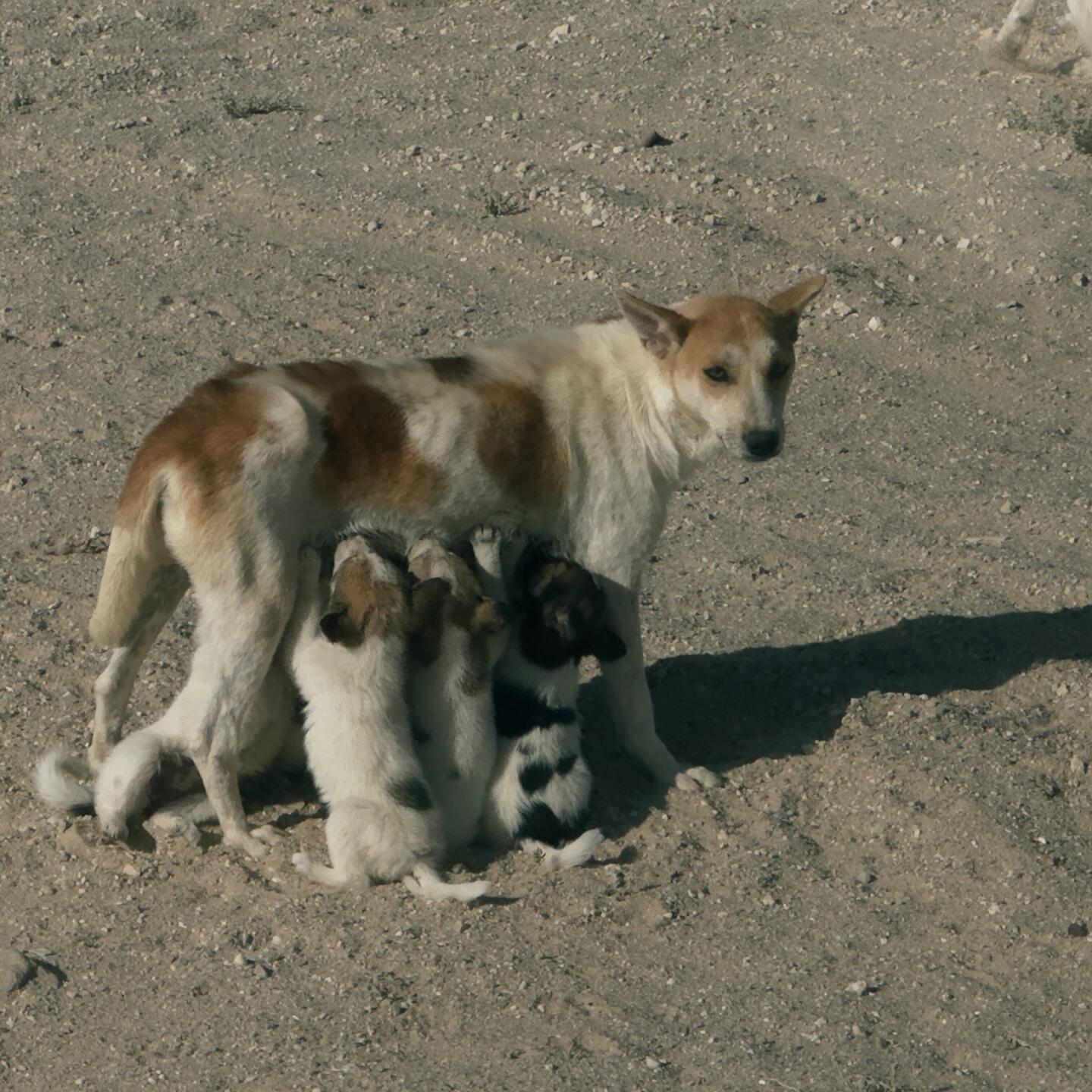 Welpenfütterung nach dem Trockenfutter braucht es ein Getränk
