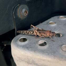 Wüstenheuschrecken sind eine Plage! Sie tauchen in Schwärmen bis 5 Mio auf. Gefühlt waren es so viel