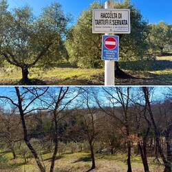 Rechts und links vom Weg ein grosses Trüffelgebiet.