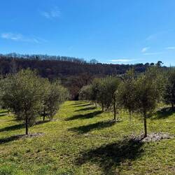 1.300 Bäume gibt es zu pflegen und ernten.