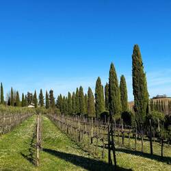 Ein kurzer Spaziergang in der Gehend darf auch nicht fehlen!