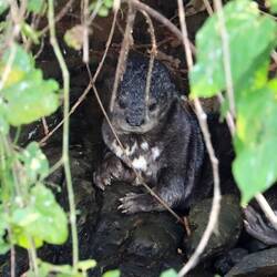 Otter an Land