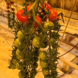 Zucht im Gewächshaus