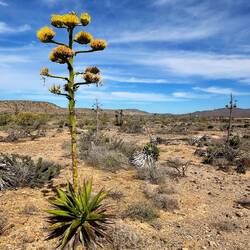 Agave