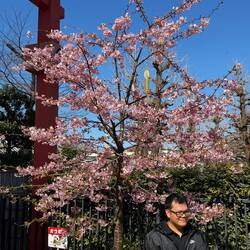Early blooms - we think this one was a cherry, but probably plum