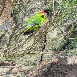 Red-crowned Parakeet outside its nesting hole