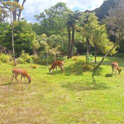 The locals 😍
