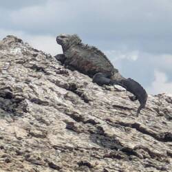 Marine iguana