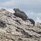 Marine iguana