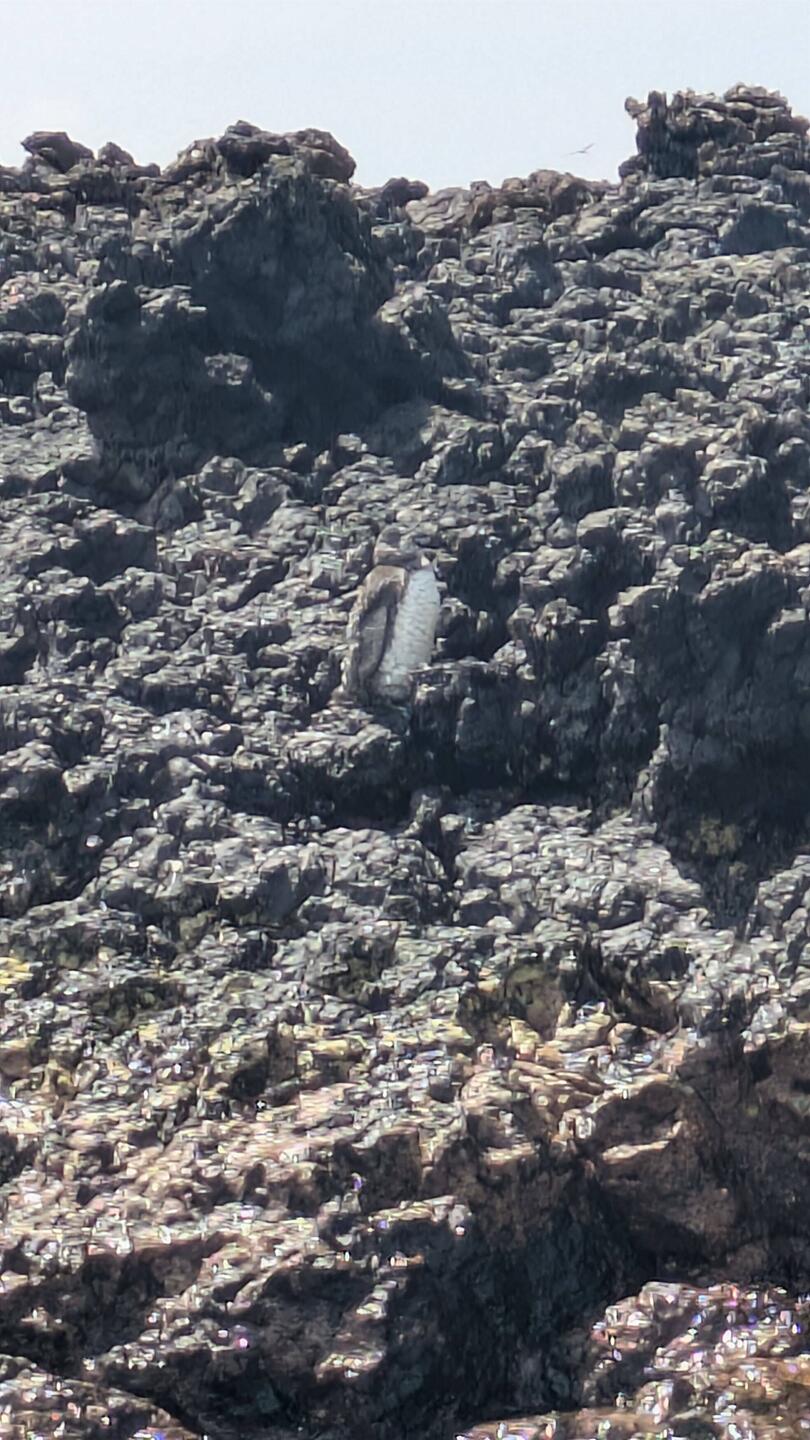 Galapagos penguin. I almost couldn't see it because they're so small (30 cm) and they blend in