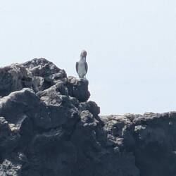 Blue footed boobie