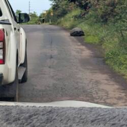 This guy was holding up traffic until he crossed the road