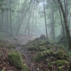 Mystischer Rückweg durch den Wald