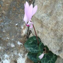 Wilde Alpenverein wachsen hier überall.