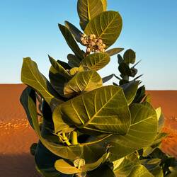 Poisonous but pretty