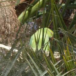 Der hat sein Nest in der Palme gebaut! 🙃