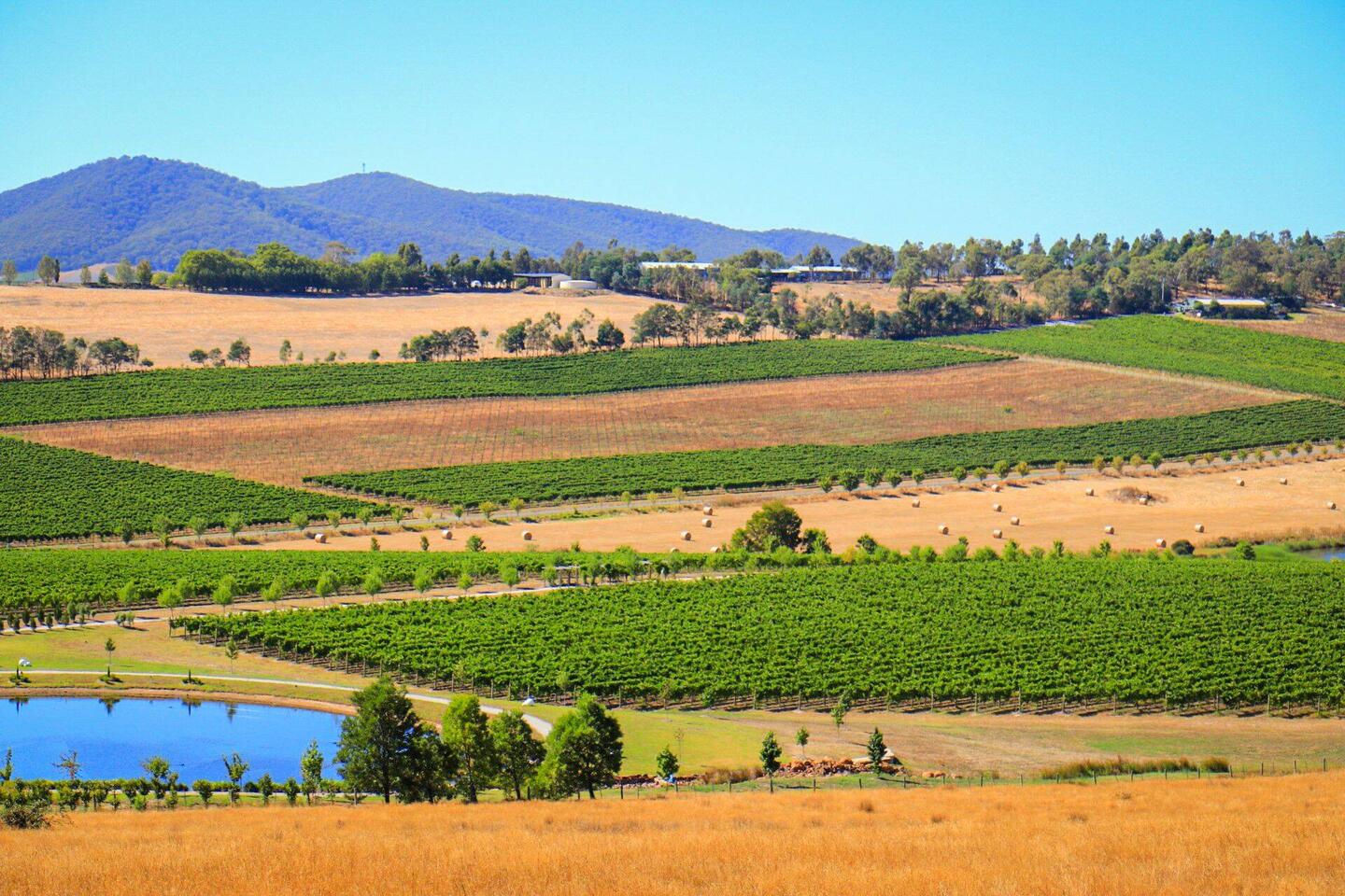 Ein Yarra Valley Weinberg